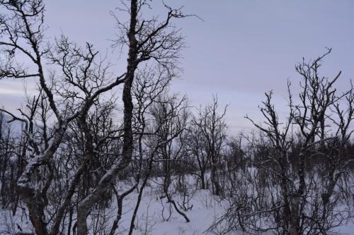 The trees…too cold…